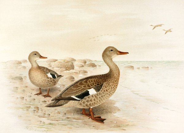 Madagascan Teal  by Henrik Gronvold - Hand-Painted Oil Painting Reproduction