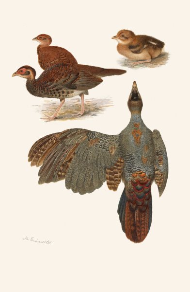Plumages Of The Bornean And Siamese Crested Firebacks  by Henrik Gronvold - Hand-Painted Oil Painting Reproduction