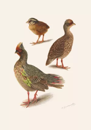 Plumages Of The Himalayan Blood Partridge Oil painting by Henrik Gronvold