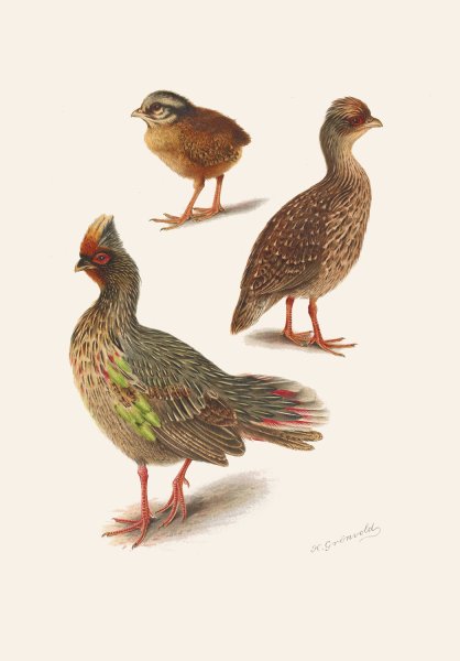 Plumages Of The Himalayan Blood Partridge  by Henrik Gronvold - Hand-Painted Oil Painting Reproduction
