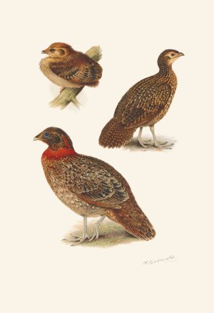 Tragopan Plumages by Henrik Gronvold Oil Painting