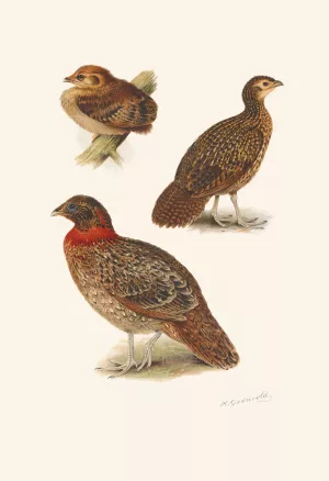 Tragopan Plumages Oil painting by Henrik Gronvold