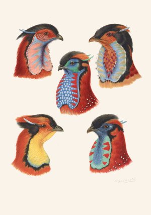 Wattles Of Cock Tragopans by Henrik Gronvold Oil Painting