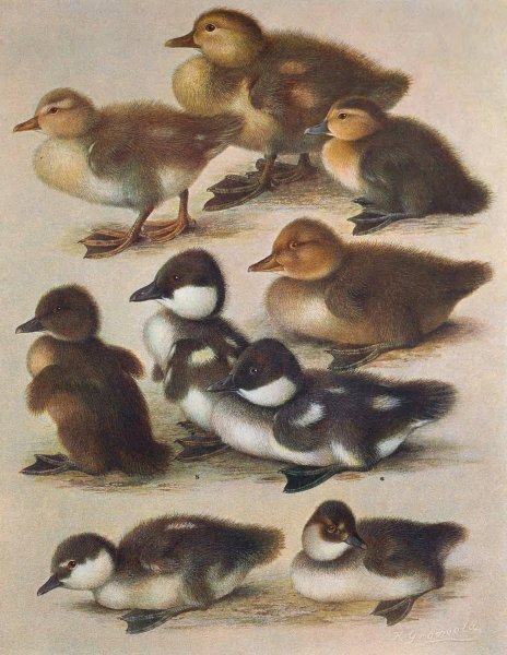 Young of British Diving Ducks  by Henrik Gronvold - Hand-Painted Oil Painting Reproduction