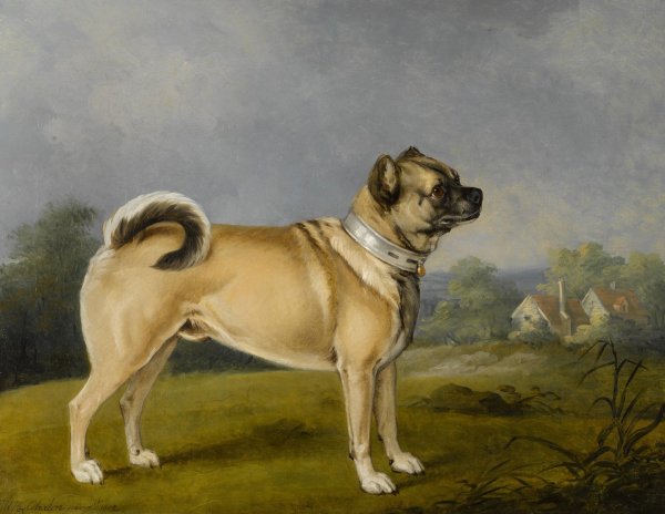 Main Product Photo of A Favorite Pug  Painting by Henry Bernard Chalon