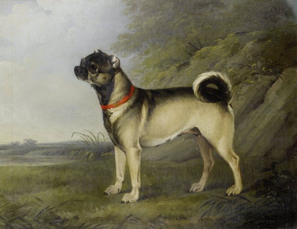 Main Product Photo of A Favourite Pug Bitch  Painting by Henry Bernard Chalon
