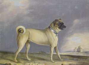 A Pug Dog by Henry Bernard Chalon Oil Painting
