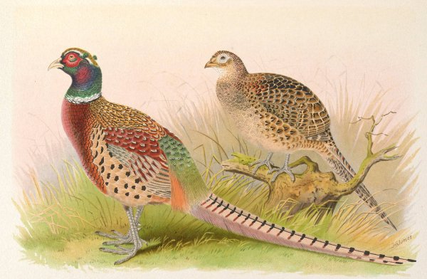 Eastern Chinese Ring-Necked Pheasant  by Henry Jones - Hand-Painted Oil Painting Reproduction