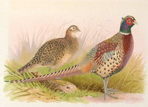 Formosan Ring-Necked Pheasant by Henry Jones Oil Painting