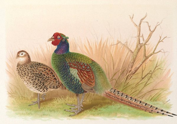 Main Product Photo of Green Japanese Pheasant  Painting by Henry Jones