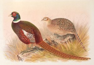 Kirghiz Mongolian Pheasant by Henry Jones Oil Painting