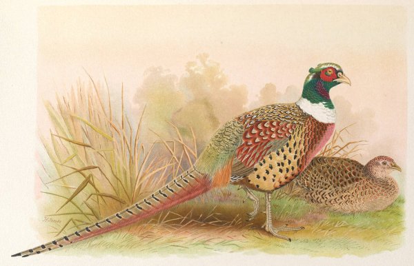 Main Product Photo of Kobdo Pheasant  Painting by Henry Jones