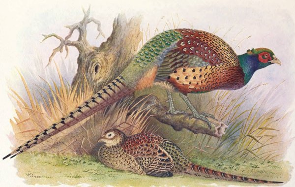 Main Product Photo of Kweichow Pheasant  Painting by Henry Jones