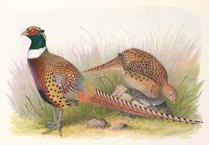 Manchurian Ring-Necked Pheasant by Henry Jones Oil Painting