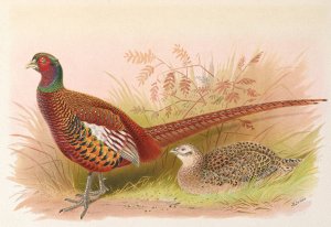 Prince Of Wales's Pheasant by Henry Jones Oil Painting