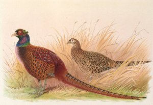Rion Caucasian Pheasant by Henry Jones Oil Painting