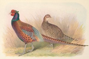 Strauch's Pheasant by Henry Jones Oil Painting