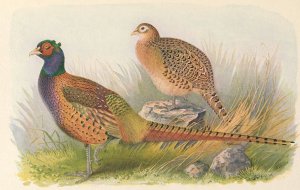 Tarim Pheasant by Henry Jones Oil Painting
