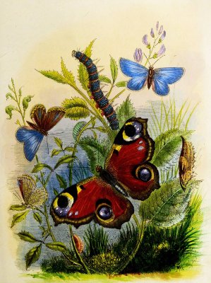 The Butterfly Vivarium or Insect home 1 by Henry Noel Humphreys Oil Painting