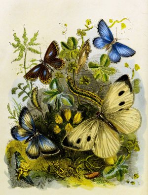 The Butterfly Vivarium or Insect home 2 by Henry Noel Humphreys Oil Painting