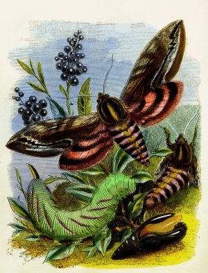 The Butterfly Vivarium or Insect home 3 by Henry Noel Humphreys Oil Painting