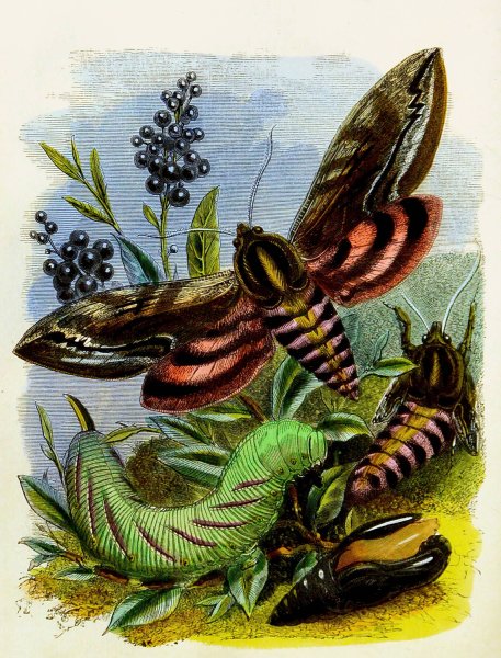 Main Product Photo of The Butterfly Vivarium or Insect home 3  Painting by Henry Noel Humphreys