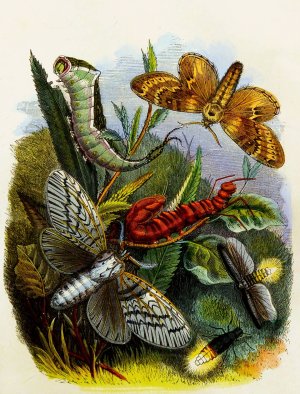 The Butterfly Vivarium or Insect home 4 by Henry Noel Humphreys Oil Painting