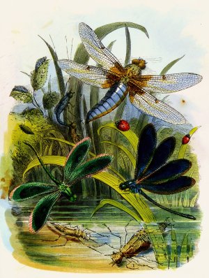 The Butterfly Vivarium or Insect home 5 by Henry Noel Humphreys Oil Painting