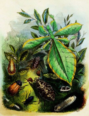 The Butterfly Vivarium or Insect home 6 by Henry Noel Humphreys Oil Painting
