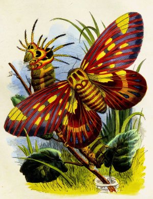 The Butterfly Vivarium or Insect home 7 by Henry Noel Humphreys Oil Painting
