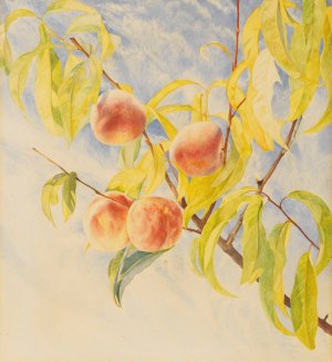 Peaches by Henry Roderick Newman Oil Painting