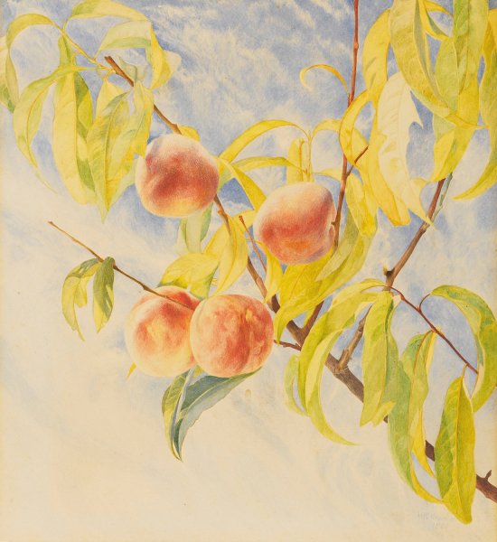 Peaches  by Henry Roderick Newman - Hand-Painted Oil Painting Reproduction
