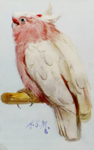 A Pair Of Leadbetter Cockatoos painting by Henry Stacy Marks