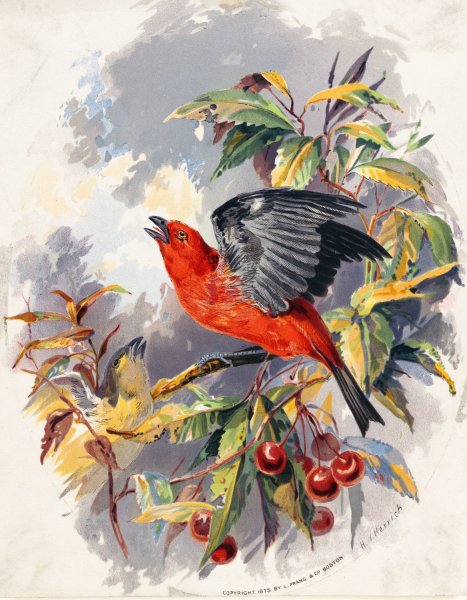Main Product Photo of Birds II  Painting by Henry Walker Herrick
