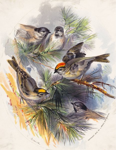Birds  by Henry Walker Herrick - Hand-Painted Oil Painting Reproduction