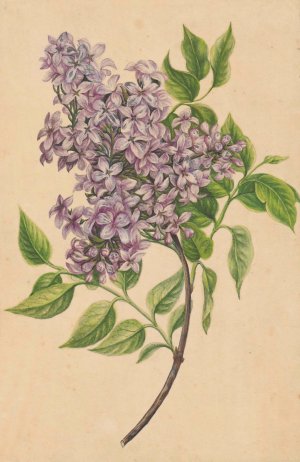 A twig of lilac by Henryka Beyer Oil Painting
