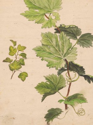 Ivy twig and grapevine twig by Henryka Beyer Oil Painting