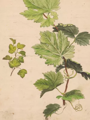Ivy twig and grapevine twig by Henryka Beyer Oil Painting