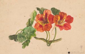 Nasturtium twig by Henryka Beyer Oil Painting