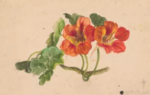 Nasturtium twig by Henryka Beyer Oil Painting