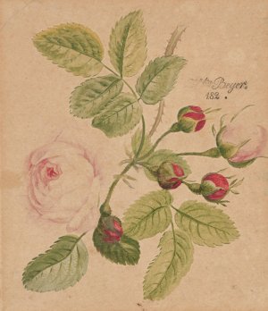 Rose twig - rosa centifolia by Henryka Beyer Oil Painting