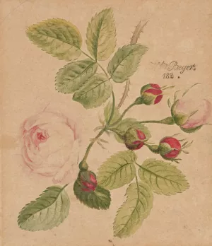 Rose twig - rosa centifolia by Henryka Beyer Oil Painting