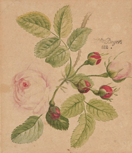 Rose twig - rosa centifolia  by Henryka Beyer - Hand-Painted Oil Painting Reproduction