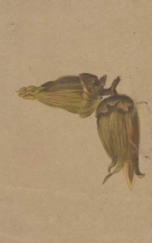 Study of hazelnuts by Henryka Beyer Oil Painting