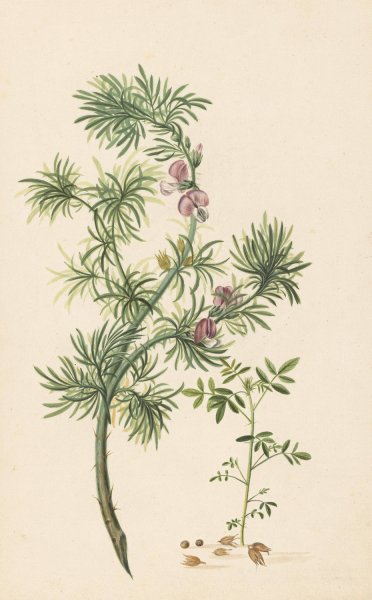 Main Product Photo of Aaronskelk  Painting by Herman Henstenburgh