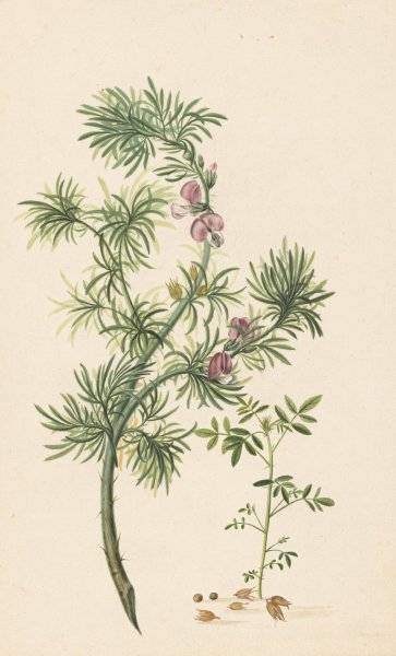 Main Product Photo of Brem  Painting by Herman Henstenburgh