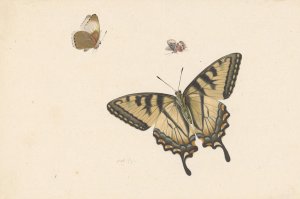 Drie vlinders by Herman Henstenburgh Oil Painting