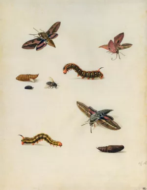 Insects by Herman Henstenburgh Oil Painting