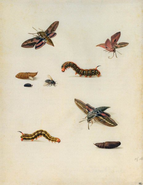 Main Product Photo of Insects Painting by Herman Henstenburgh