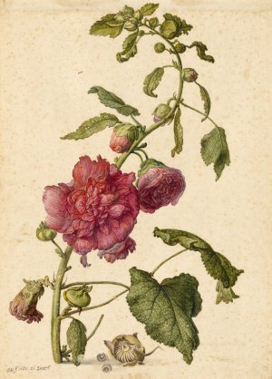 A Hollyhock by Herman Saftleven Oil Painting